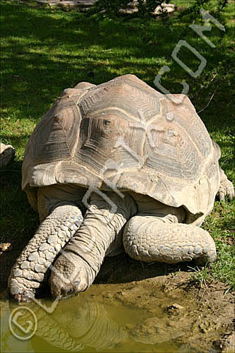 tortue_beauval(06-05-04)229